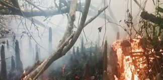 পূর্ব সুন্দরবনের চাঁদপাই রেঞ্জের কলমতেজি এলাকায় আগুন