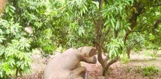 হাতি হত্যা করে দাঁত ও নখ নিয়ে গেছে দুর্বৃত্তরা, মামলা