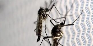 ২৪ ঘণ্টায় নতুন ৩৯২ ডেঙ্গুরোগী হাসপাতালে ভর্তি, ২ জনের মৃত্যু