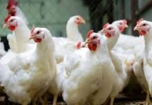 ব্রয়লারের কেজি ২৩০, সপ্তাহের ব্যবধানে দাম বাড়ল ৫০ টাকা